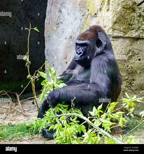 African Female Gorilla Sitting On The Ground And Eating Leaves From A