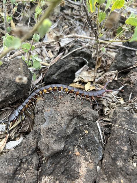 Gal Pagos Centipede From Parque Nacional Gal Pagos San Cristobal