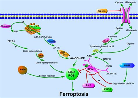 Frontiers Mechanisms Of Ferroptosis And Relations With Regulated Cell