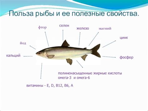Пеленгас – что за рыба, как готовить, польза и вред