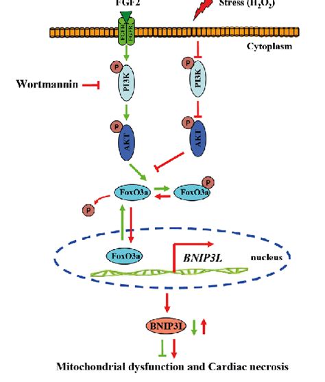 Schematic Model Showing Fgf Inhibition Of H O Induced Necrosis In