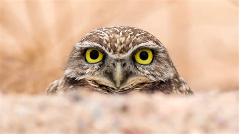 Are You An Early Bird Or A Night Owl Fascinating Facts About Your