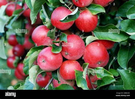 Malus Domestica Releika Stock Photo Alamy