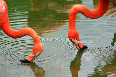 "Flamingos filter-feeding ............." by jdmphotography | Redbubble