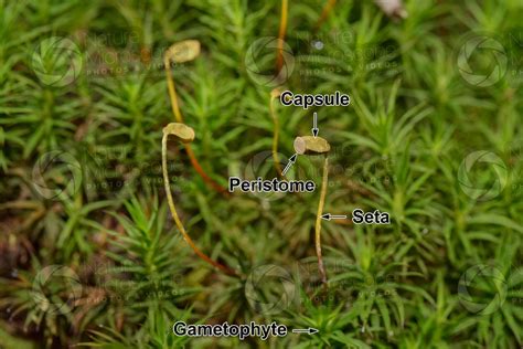 Polytrichum Sp Polytrichum Sp Bryophyta Mosses Botany Photos