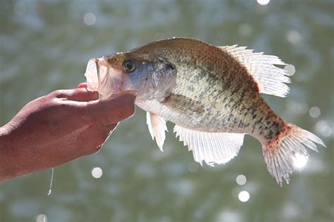 2017 Georgia Fishing Forecast Game And Fish