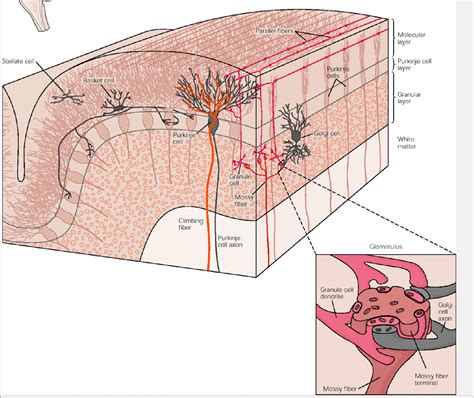 Figure 42 4 From Back 42 The Cerebellum Semantic Scholar