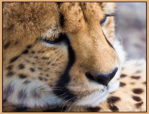 Cheetah face closeup | Wild cats, Cheetah face, Big cats