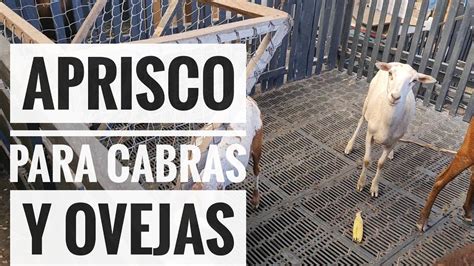 Aprisco Para Cabras Y Ovejas Youtube