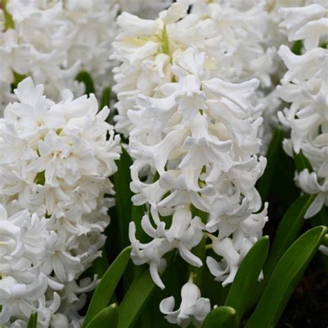 Hyacinthus Aiolos Buy Plants At Coolplants