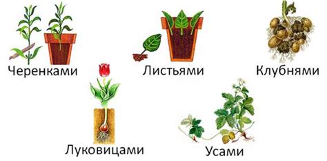 Способы размножения растений