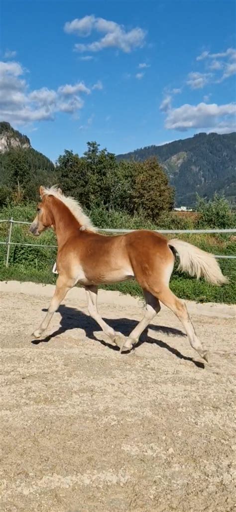 Bounty Haflinger Hengst Fuchs Pferd Austria