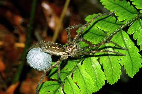 Wolf Spider With Egg Sac