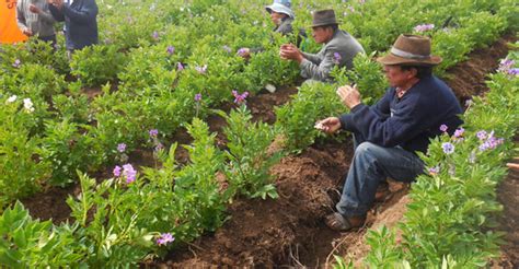 Pron Stico De Riesgo Agroclim Tico Para El Cultivo De Papa Agroskynet