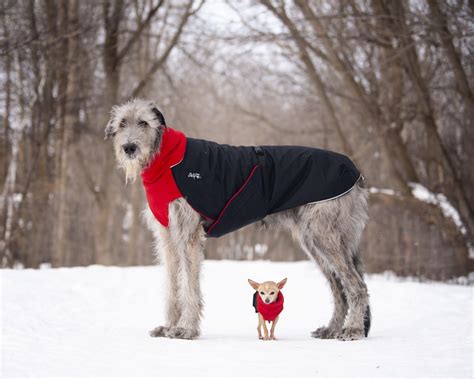 Should Dogs Wear Coats