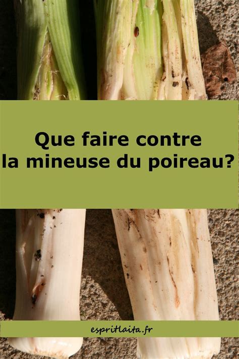 La Mineuse Du Poireau Poireaux Planter Des Arbres Fruitiers