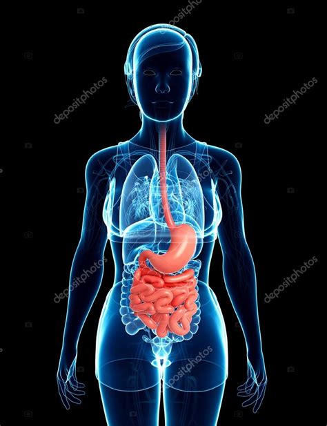 D Nndarm Anatomie Der Weiblichen Stockfoto