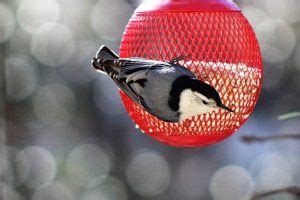 Bird Feeder Placement: What You Need To Know - Bird Informer