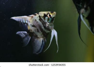 Black White Angel Fish Stock Photo 1253934355 | Shutterstock