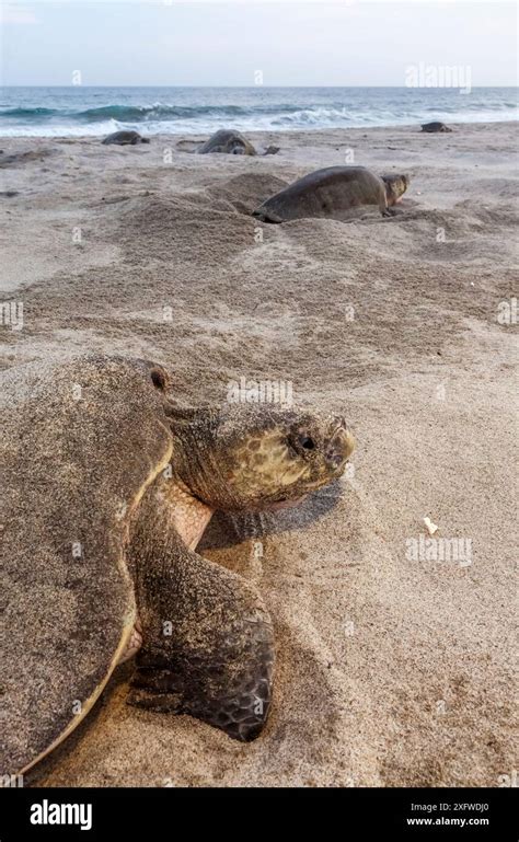 Olive ridley sea turtle (Lepidochelys olivacea) nesting, Arribada (mass ...