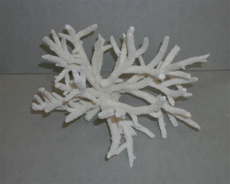 Acropora Pulchra Facts Diet Habitat And Pictures On Animaliabio