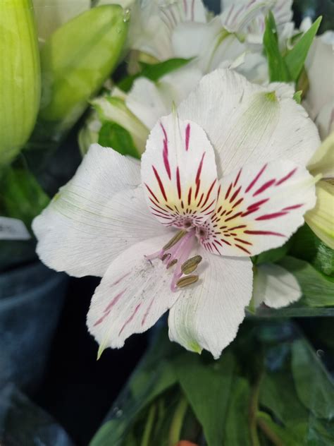 Alstroemeria Tall White The Naked Gardener