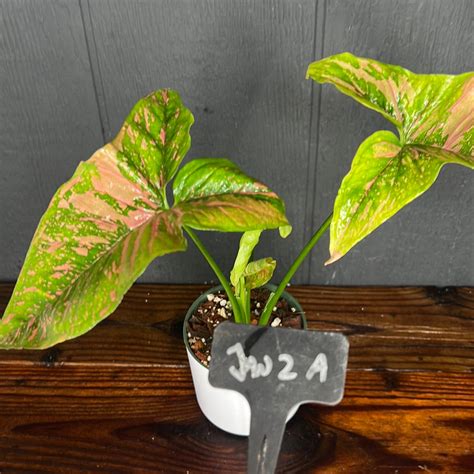 Syngonium Pink Splash Spot Allusion Variegated Pretty In Green