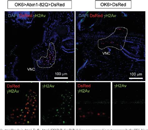 Figure From Systems Biology Analysis Of Drosophila In Vivo Screen