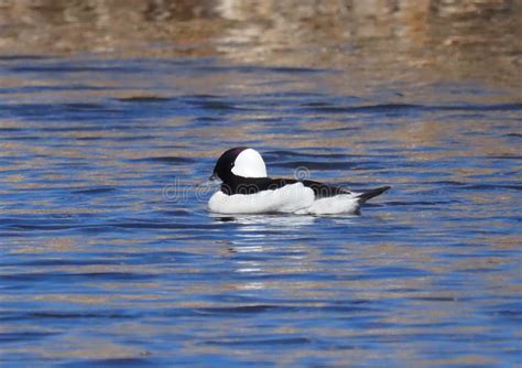 Bufflehead Duck Or Bucephala Albeola Stock Image Image Of Mallard