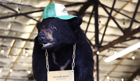 Cocaine Bear Trailer Officially Released and it is Wild - BlackSportsOnline