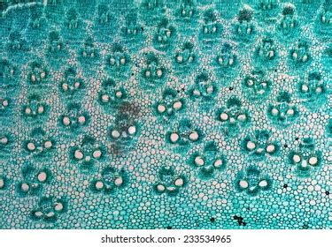 Light Photomicrograph Bamboo Stem Cross Section Stock Photo 233534965 ...