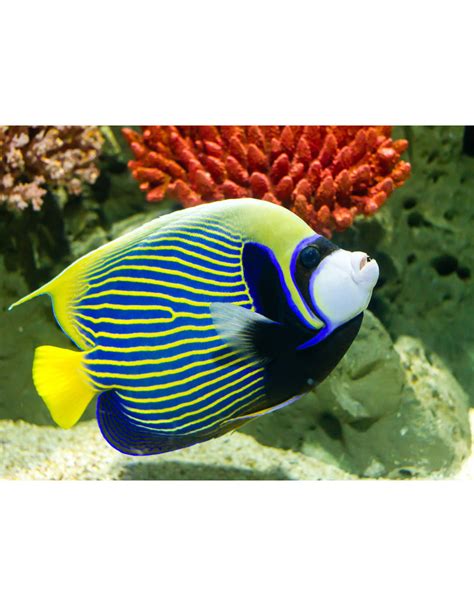 Imperator Kaiserfisch Pomacanthus Imperator Adult Kaufen Im Aqua