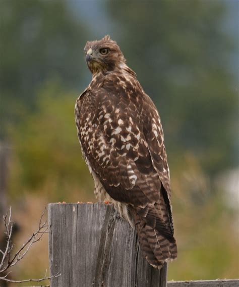 An Immature Red Shouldered Hawk Smithsonian Photo Contest