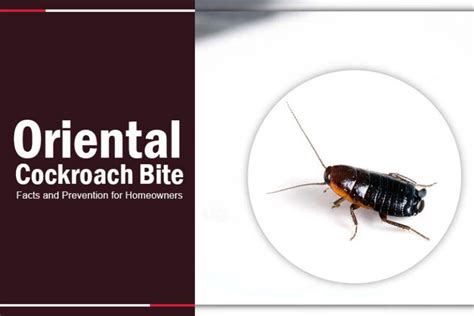 Oriental Cockroach Bite: Facts and Prevention for Homeowners