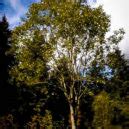 Pussy Willow Trees For Sale Online The Tree Center