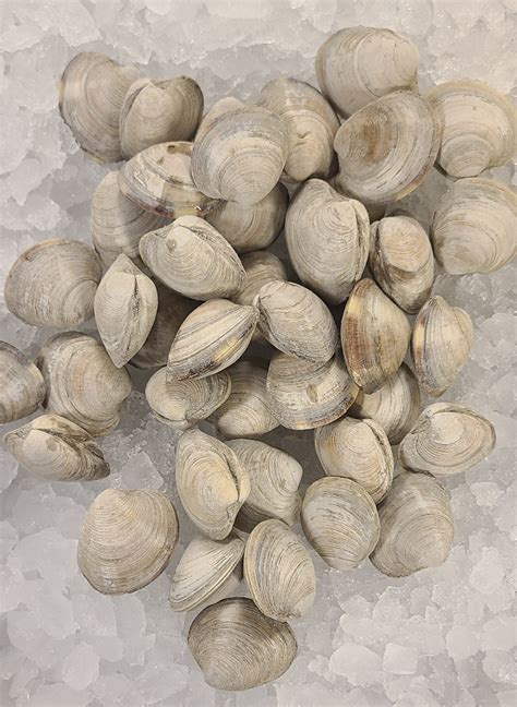 Littleneck Clams (50ct Bag) - Lobster Maine-ia