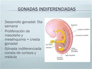 Embriologia Masculino Ppt