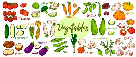 Vector Iconos De Verduras En Estilo De Dibujos Animados Gran Conjunto