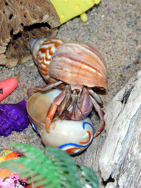 Hermit Crab Care Lovetoknow