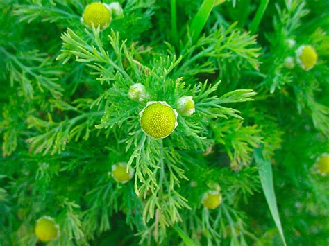 Matricaria Más De 1000 Plantas Y Flores Del Mundo