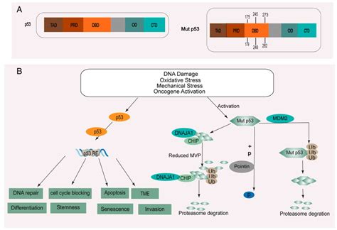 Mutant P53 In Head And Neck Squamous Cell Carcinoma Molecular