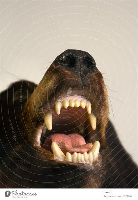 Scary Animal Teeth