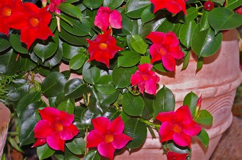 Come Coltivare La Mandevilla In Vaso Un Rampicante Generoso