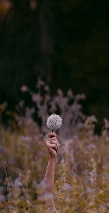 Woman Hand Holding Flower · Free Stock Photo