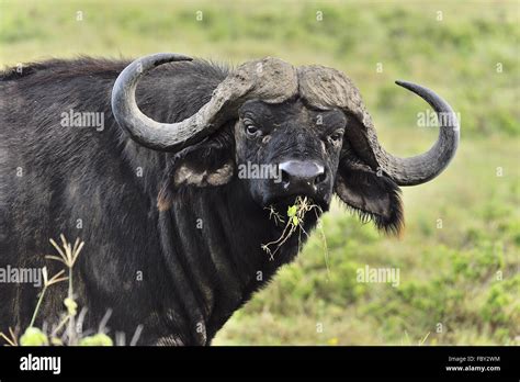 Face Of A Buffalo Stock Photo Alamy