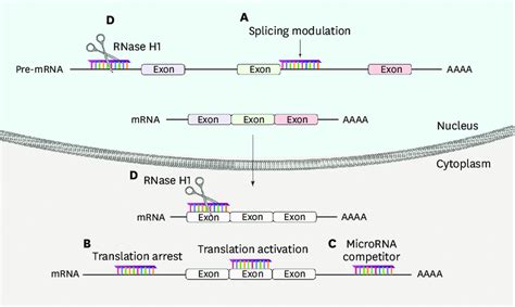 Modulation Of Gene Expression By Asos Asos Can Modulate Gene