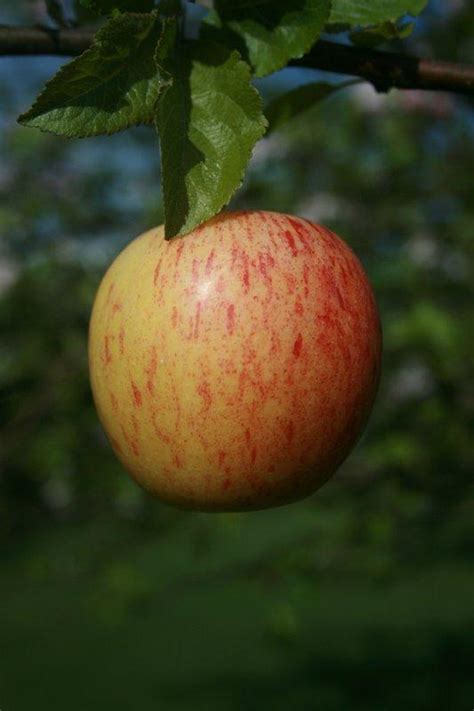 Buy Gala Cordon Apple Tree Online Crj Fruit Trees Nursery Uk