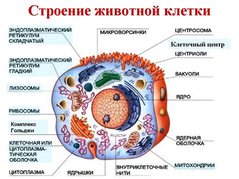 Рисунок клетки растения рисунок клетки животного какие органоиды