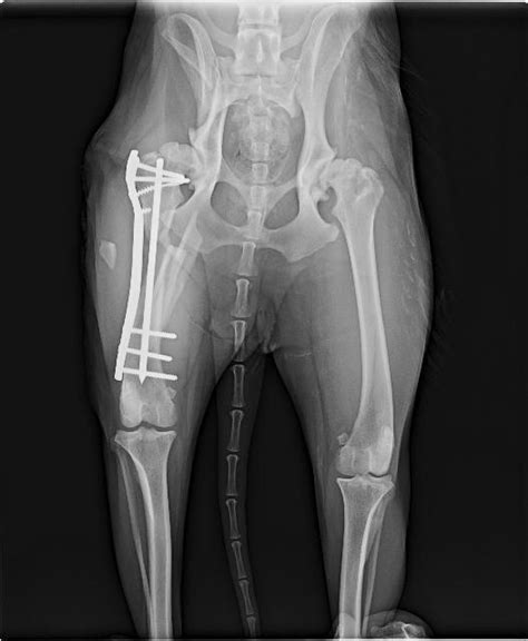 Dog Femur Fracture