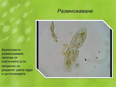 тип ресничести | PPT